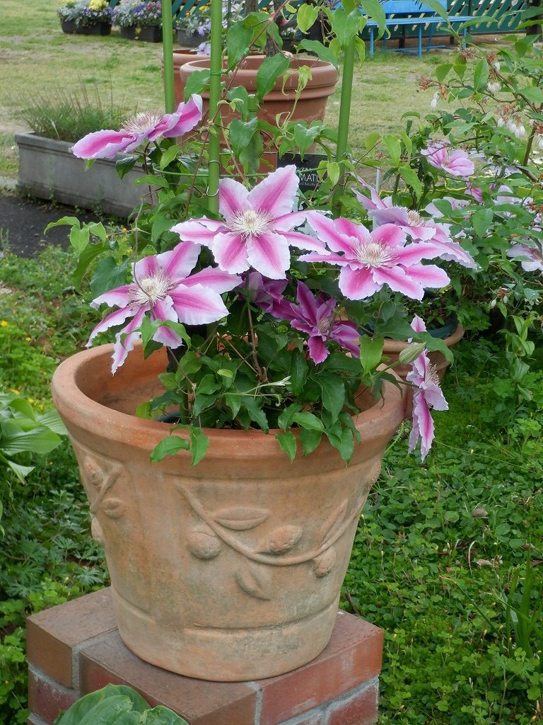 はじめてのクレマチス