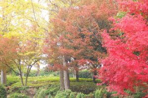 紅葉